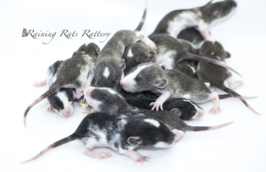Arizona Rat Breeder Raining Rats Rattey
