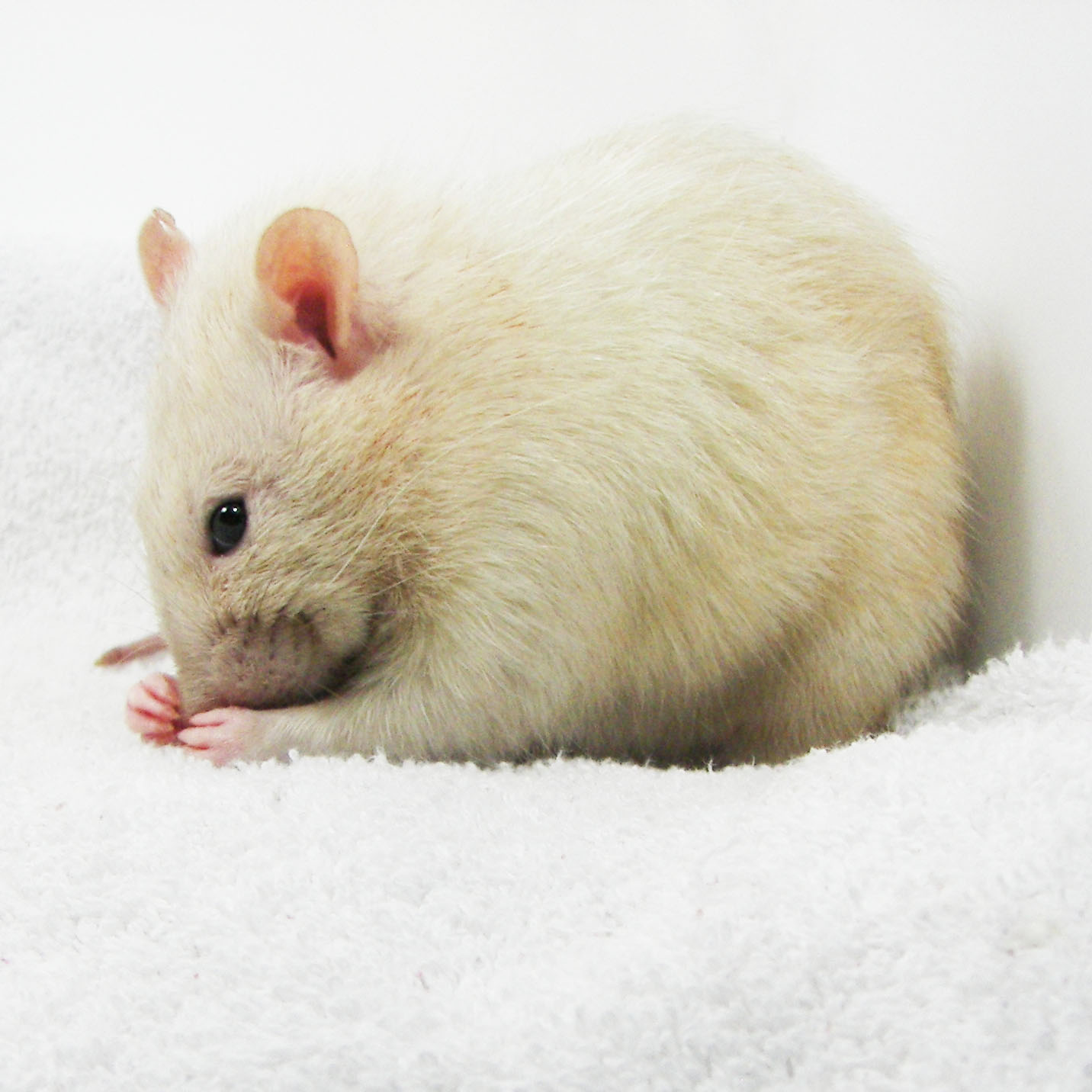 Arizona Rat Breeder Raining Rats Rattey