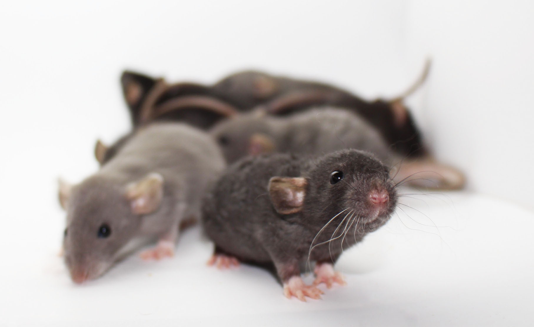 Arizona Rat Breeder Raining Rats Rattey