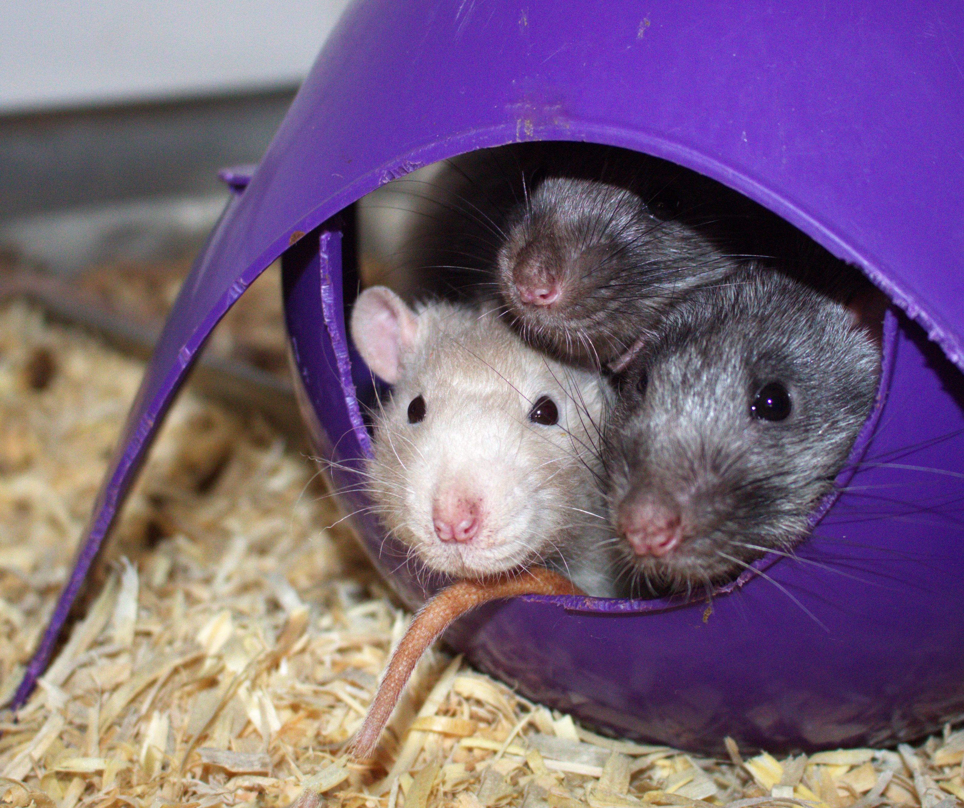 Arizona Rat Breeder Raining Rats Rattey