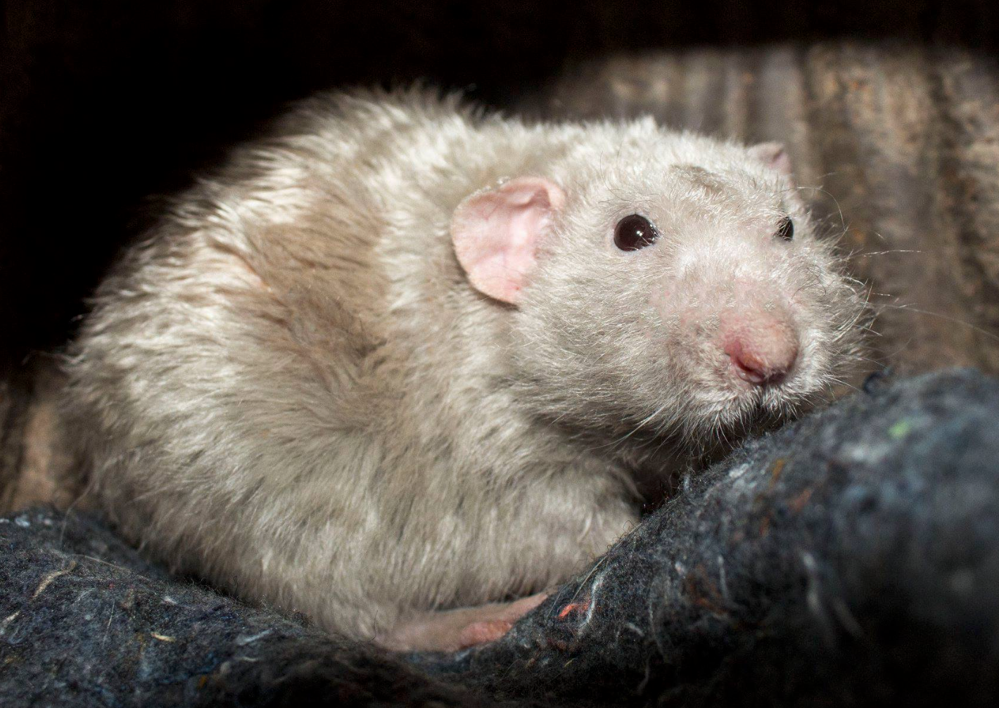 Arizona Rat Breeder Raining Rats Rattey