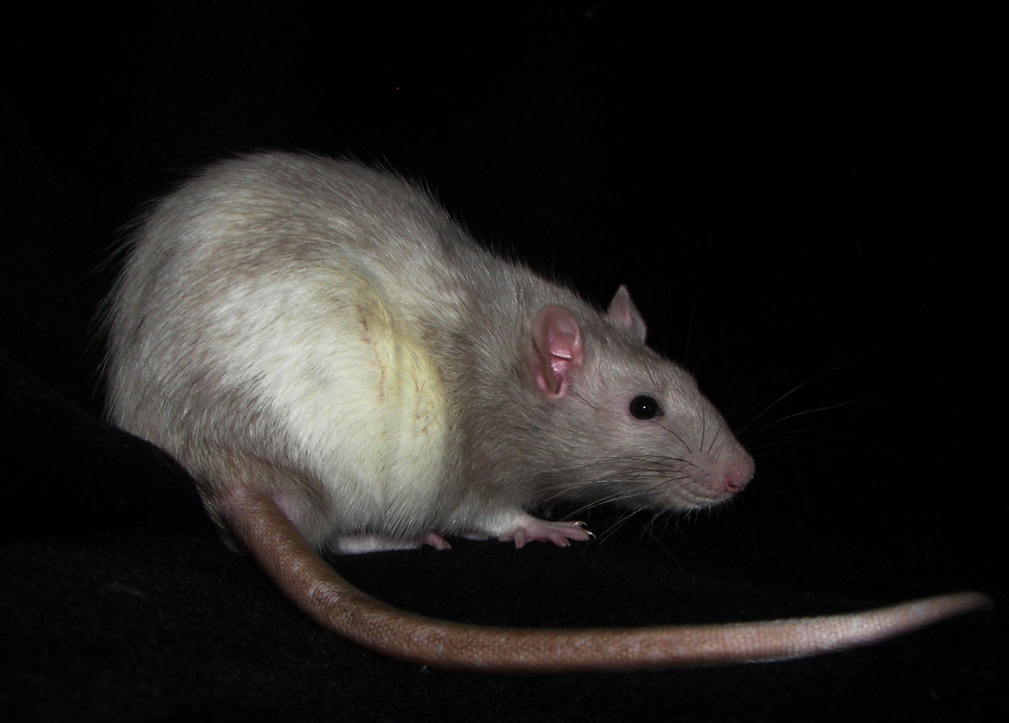 Arizona Rat Breeder Raining Rats Rattey