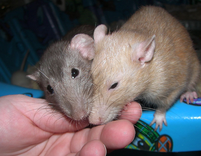 Arizona Rat Breeder Raining Rats Rattey