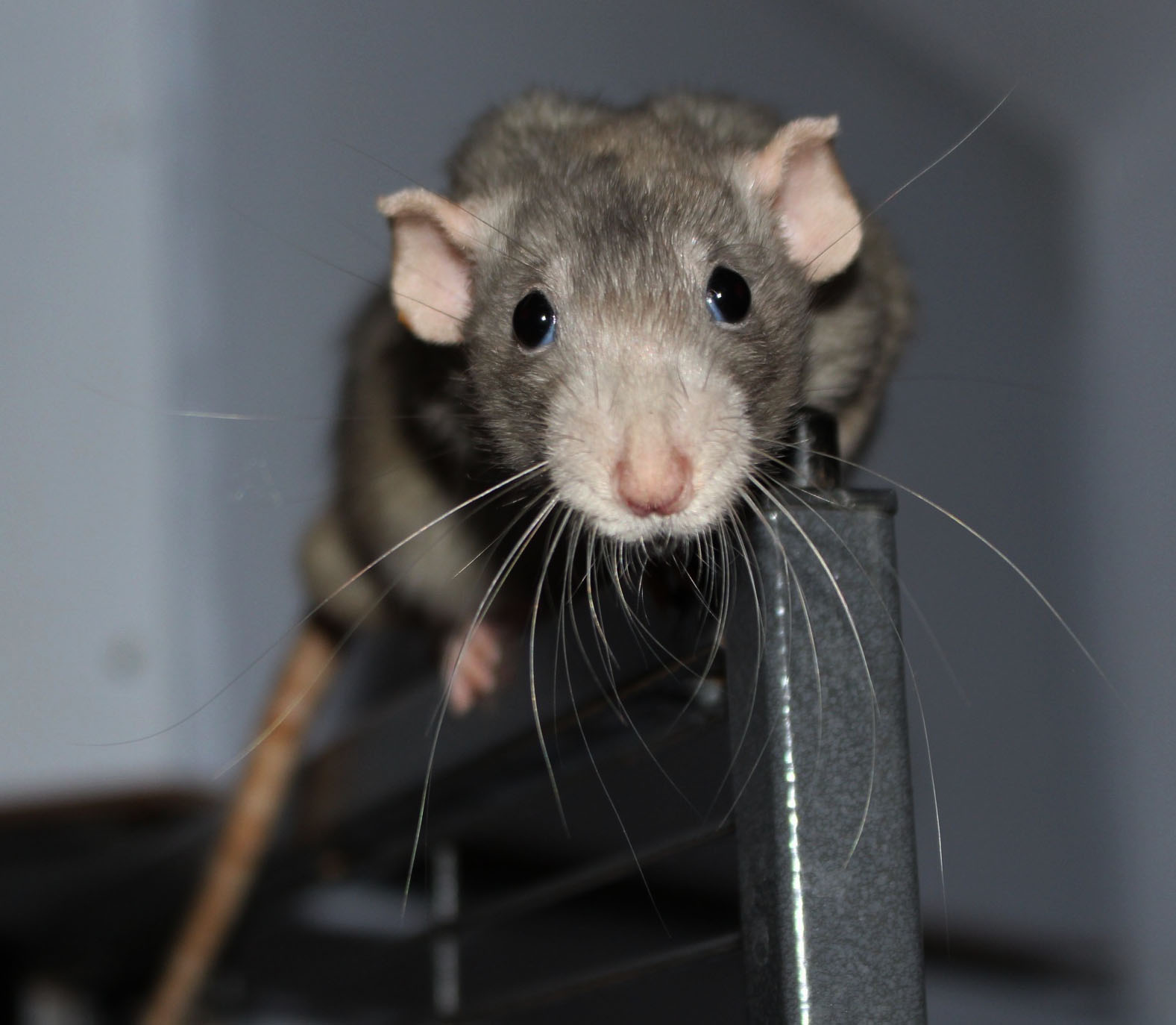 Arizona Rat Breeder Raining Rats Rattey