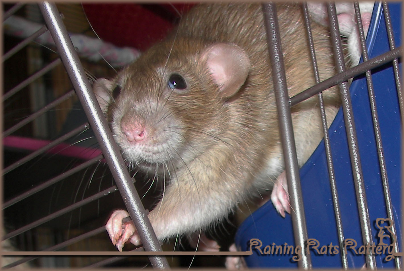 Arizona Rat Breeder Raining Rats Rattey