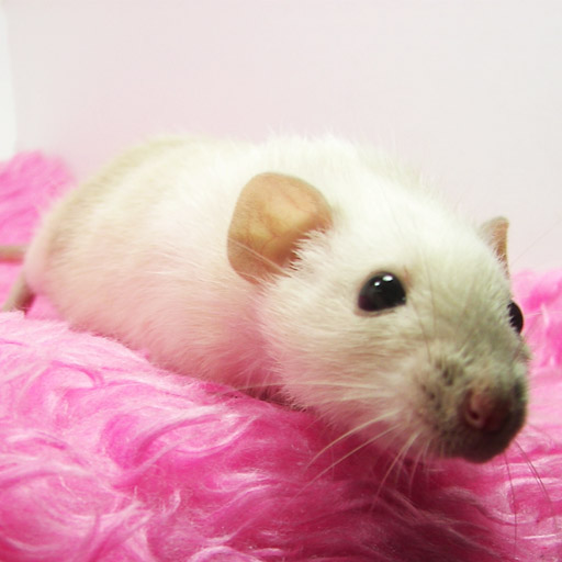 Arizona Rat Breeder Raining Rats Rattey