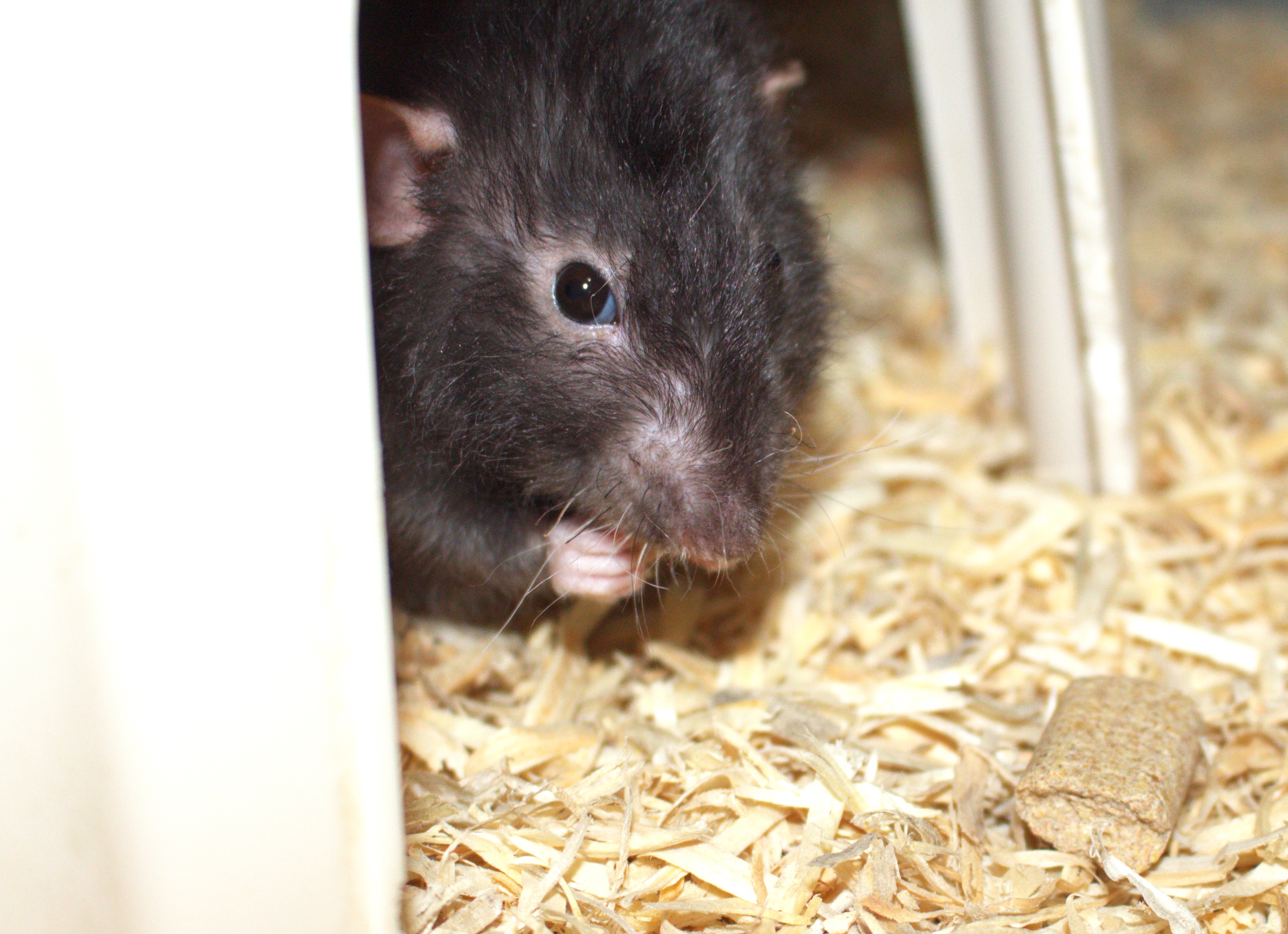 Arizona Rat Breeder Raining Rats Rattey
