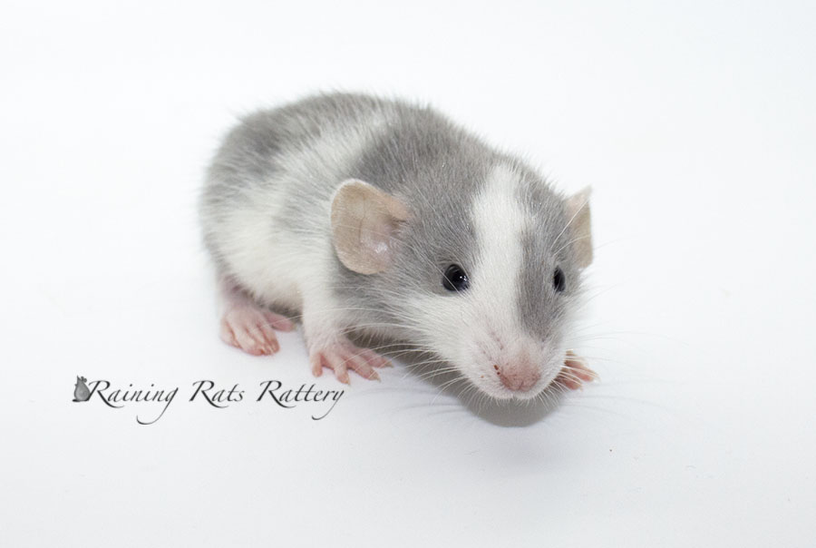 Arizona Rat Breeder Raining Rats Rattey