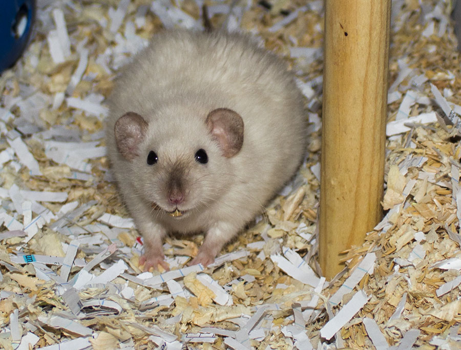 Arizona Rat Breeder Raining Rats Rattey