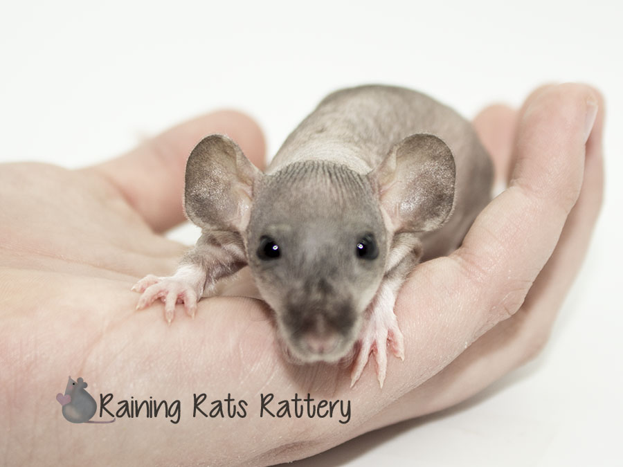 Arizona Rat Breeder Raining Rats Rattey