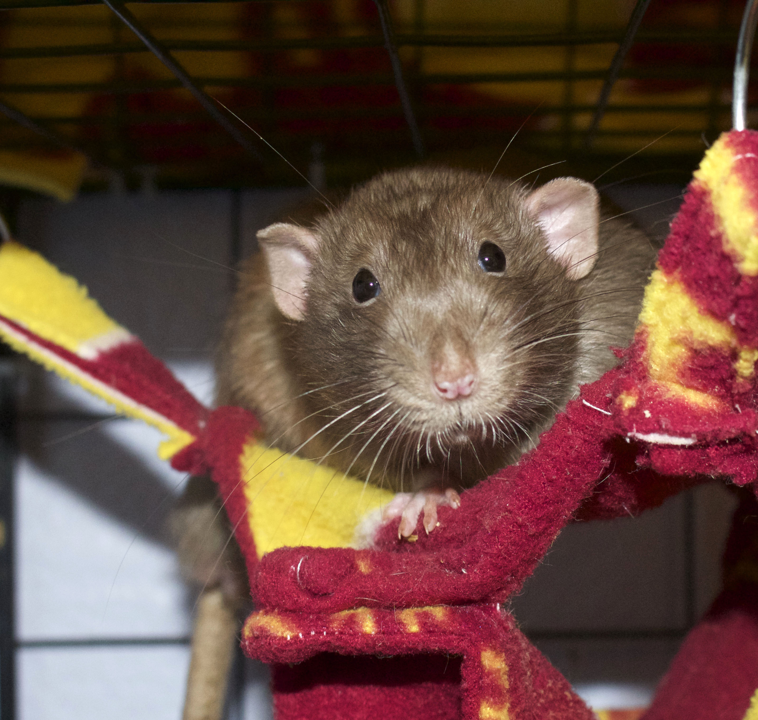 Arizona Rat Breeder Raining Rats Rattey