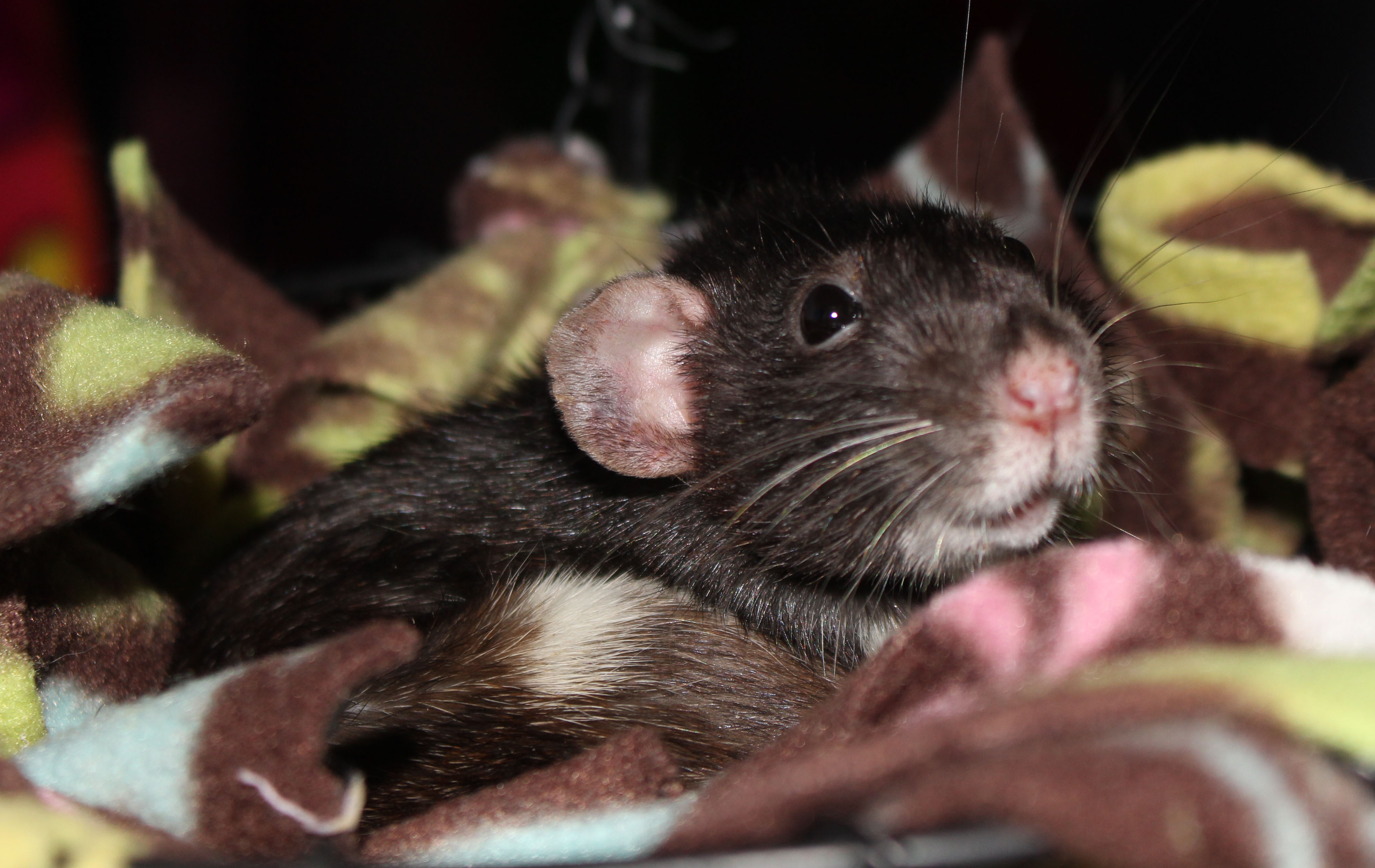 Arizona Rat Breeder Raining Rats Rattey