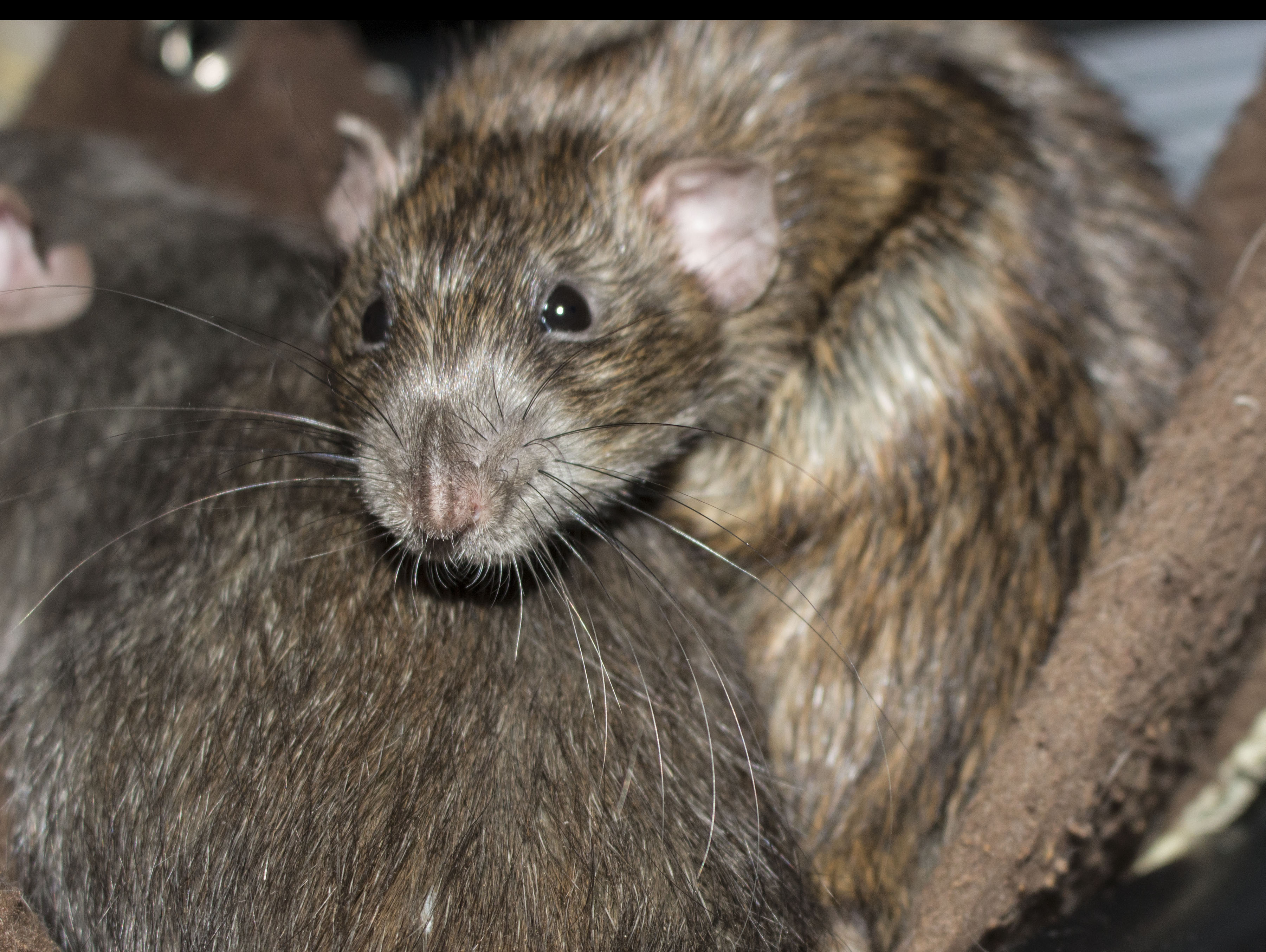 Arizona Rat Breeder Raining Rats Rattey