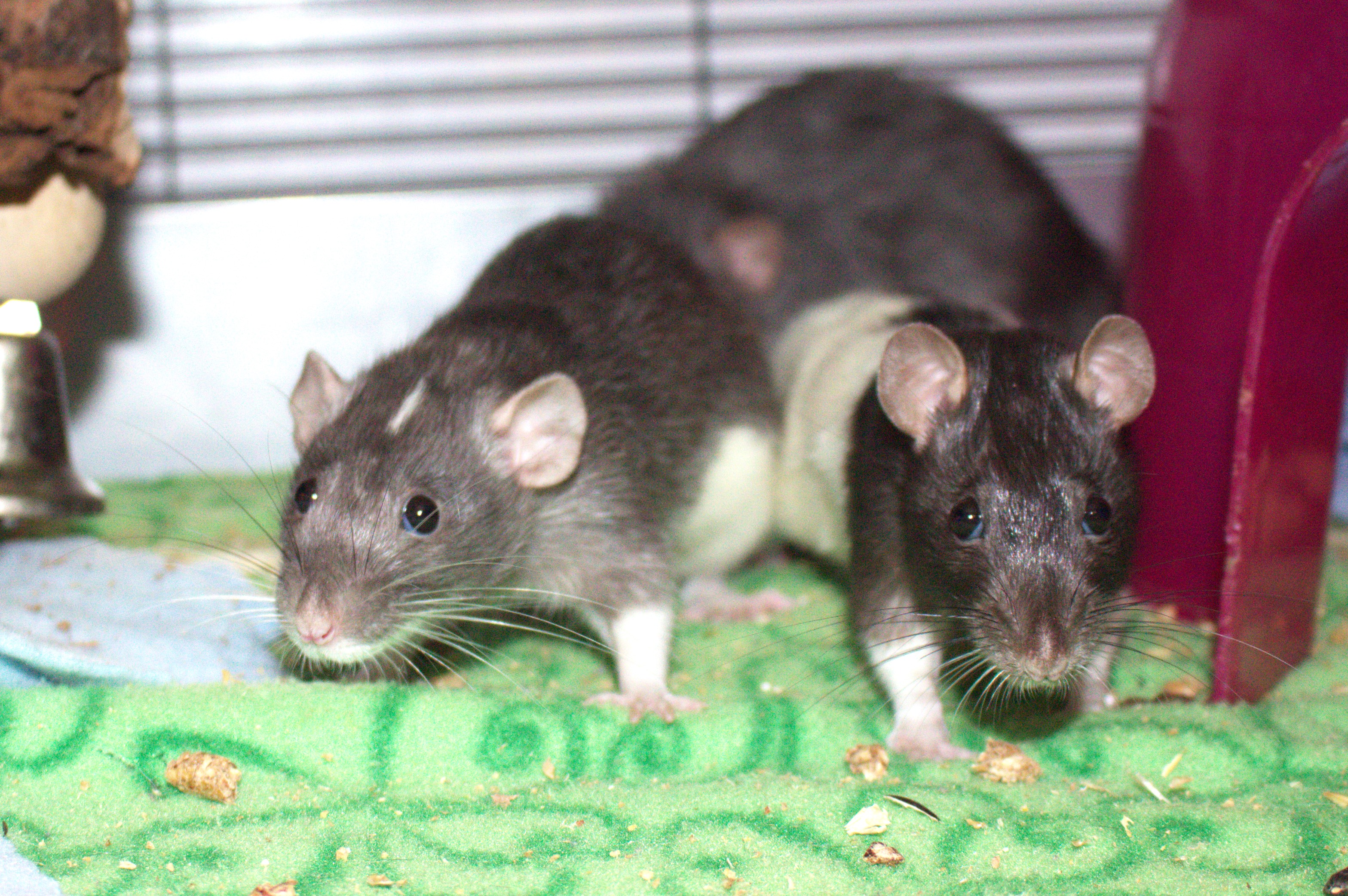 Arizona Rat Breeder Raining Rats Rattey