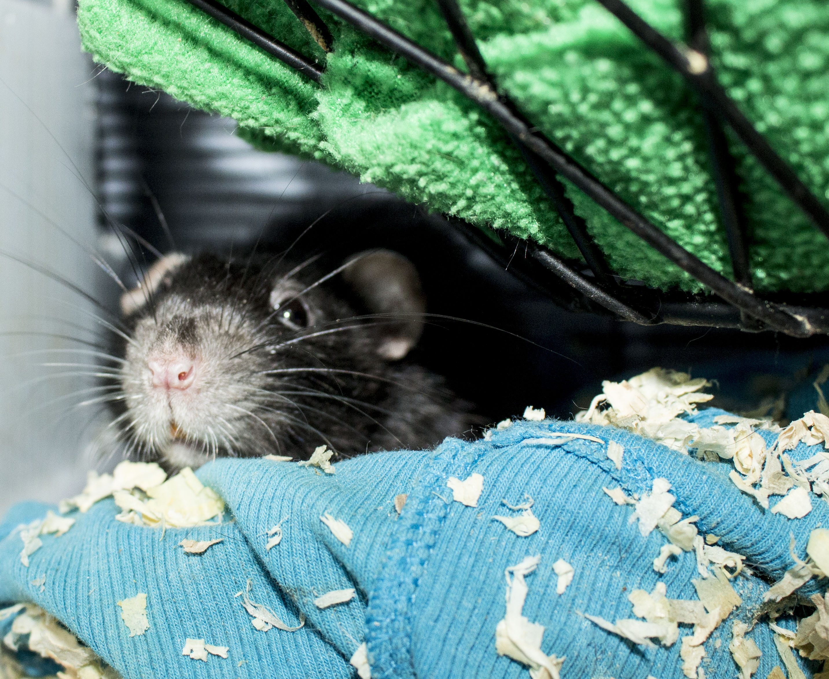 Arizona Rat Breeder Raining Rats Rattey