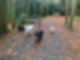 Dog walk in woods 1 - walk away.jpg