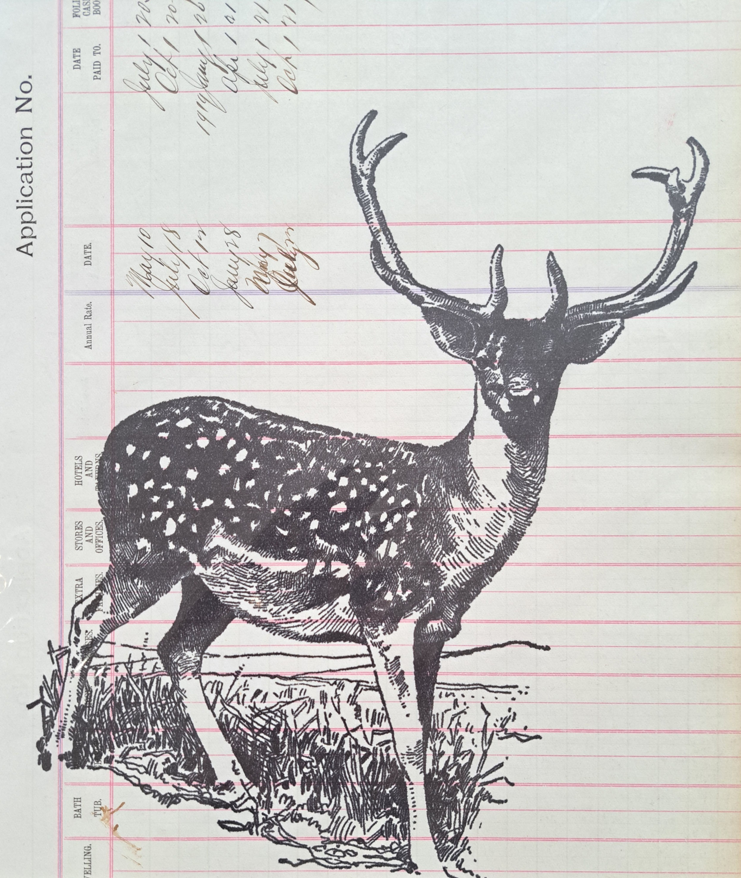 Deer