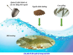 Tài liệu kỹ thuật nuôi tôm