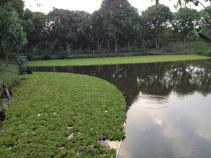 Các phương pháp xử lý nước thải trong điều kiện tự nhiên