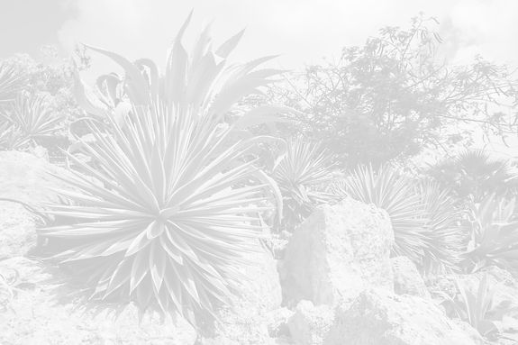 Desert%20Nature_edited.jpg