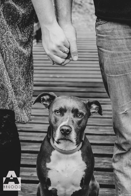 Good ring dog 1-2.jpg