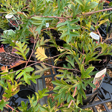 GREVILLEA 'GAUDICHAUDII'