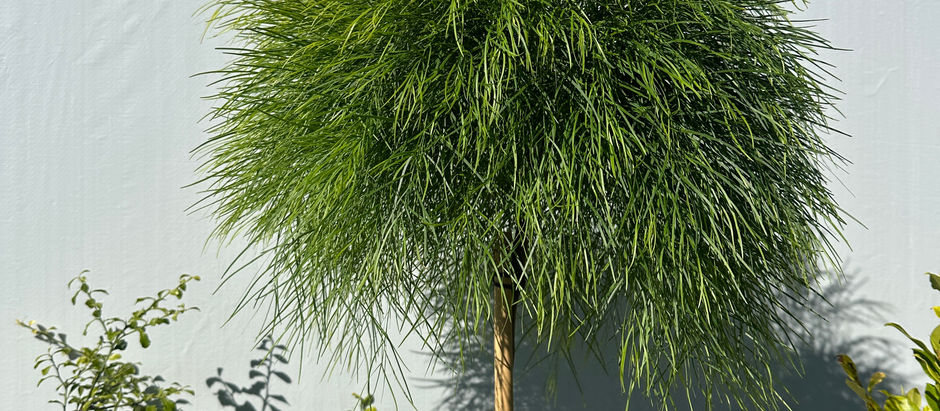 ACACIA COGNATA 'LIMELIGHT' STANDARD