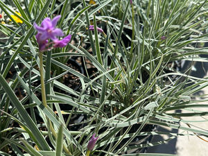 TULBAGHIA VARIEGATED 'SOCIETY GARLIC'