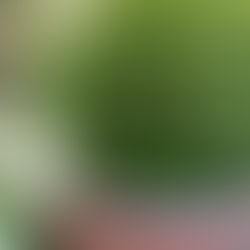 BUXUS MICROPHYLLA 'JAPANESE BOX'