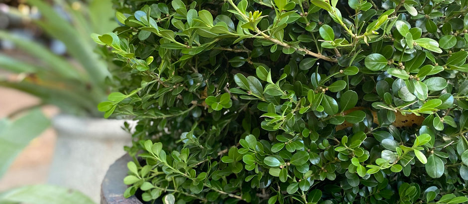 BUXUS MICROPHYLLA 'JAPANESE BOX'