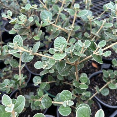 CORREA ALBA 'WHITE CORREA'
