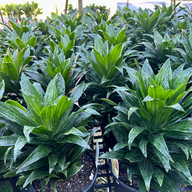 DRACAENA COMPACTA