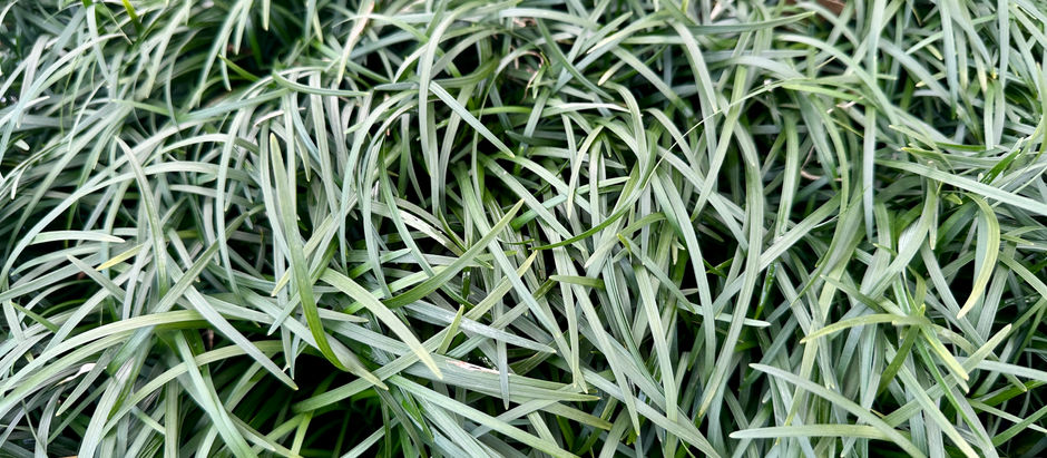 OPHIOPOGON 'MONDO GRASS'