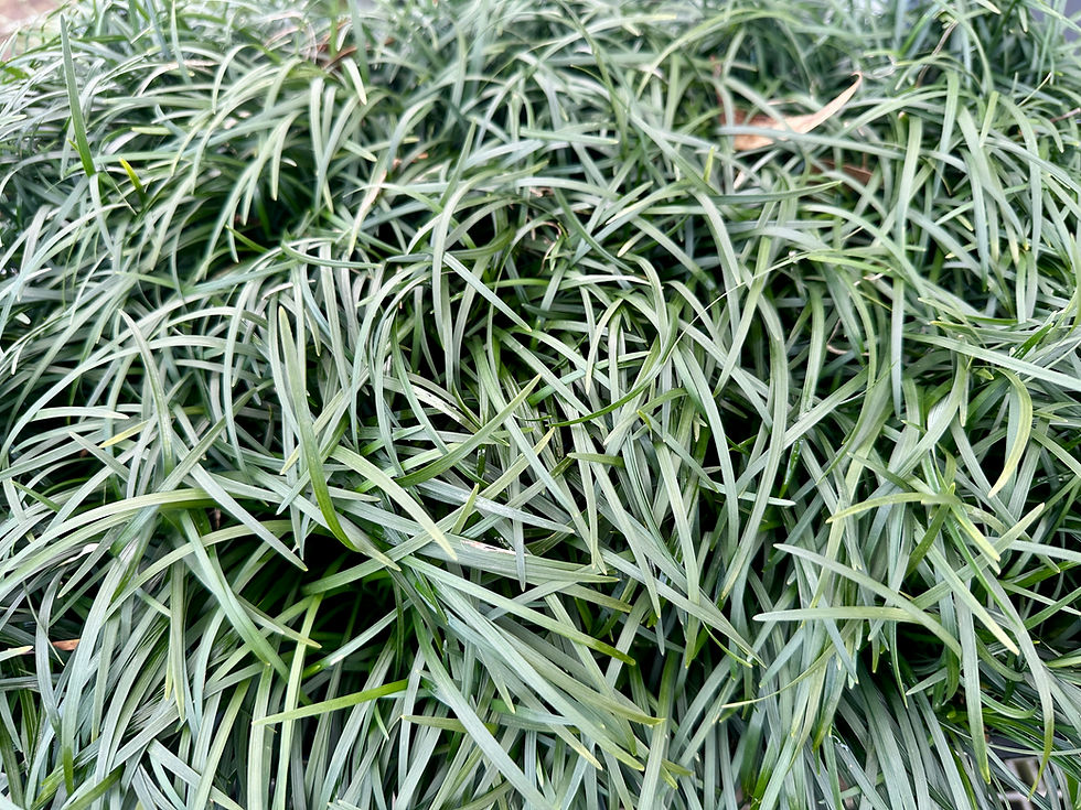 OPHIOPOGON 'MONDO GRASS'