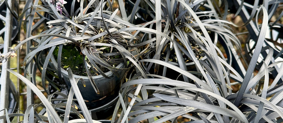 OPHIOPOGON 'BLACK MONDO'