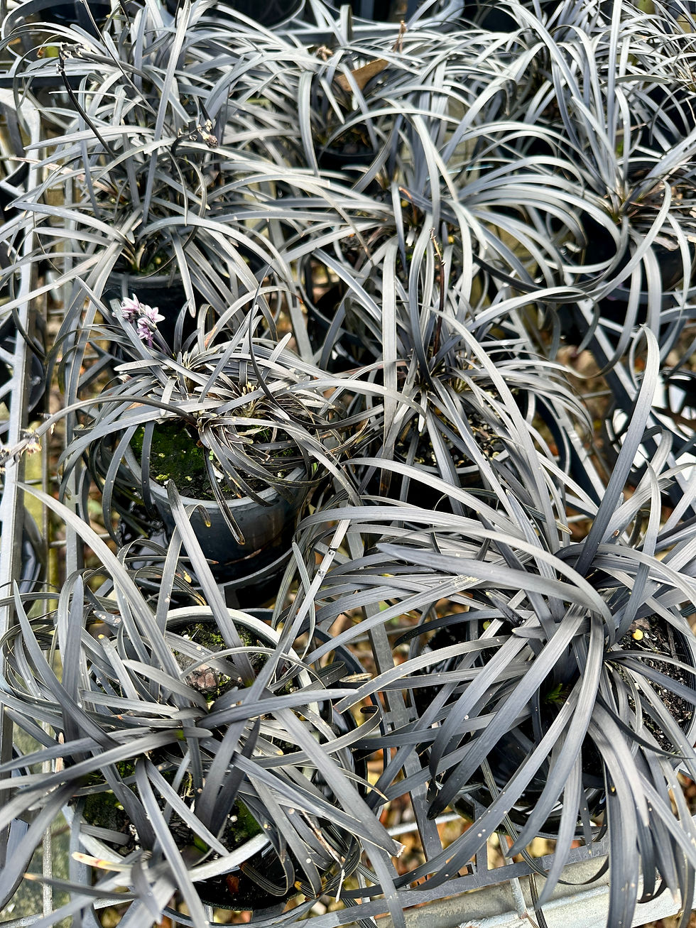 OPHIOPOGON 'BLACK MONDO'