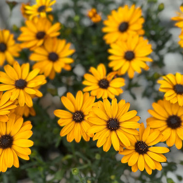 OSTEOSPERMUM 'VOLTAGE GOLD'