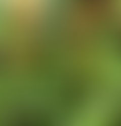 MAGNOLIA GRANDIFLORA 'TEDDY BEAR'