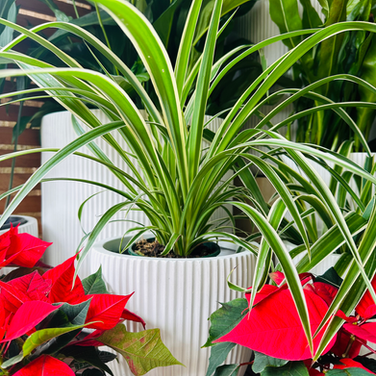 Caring for your plants while on Holidays