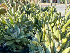 KALANCHOE TOMENTOSA 'PANDA PLANT'