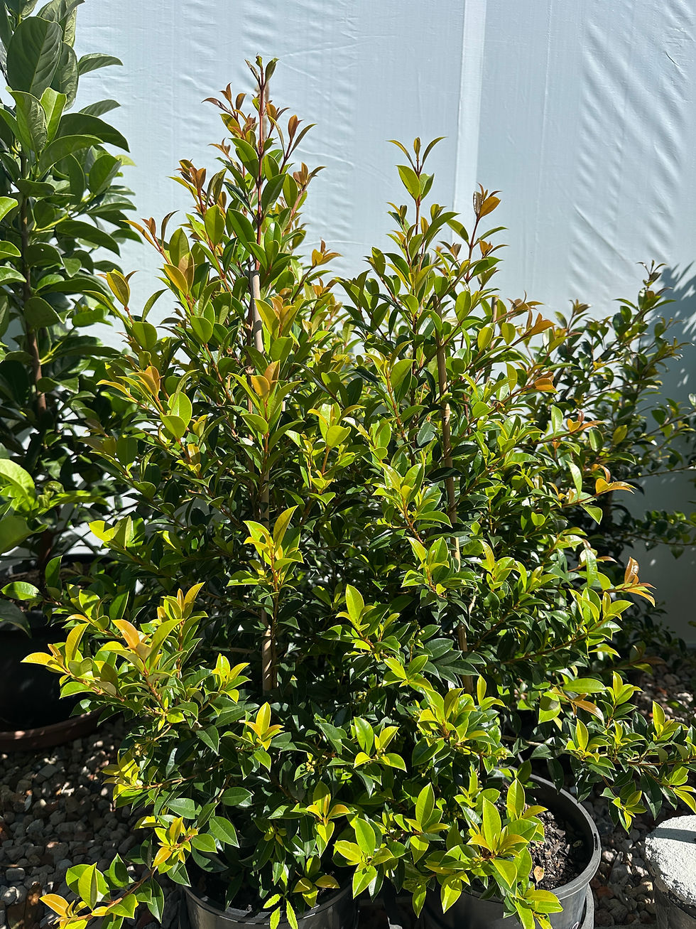 SYZYGIUM AUSTRALE 'SELECT FORM LILLY PILLY'