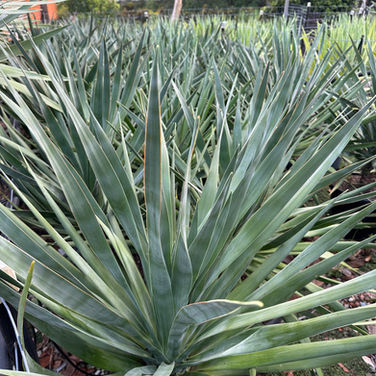 DRACAENA DRACO 'DRAGON TREE'