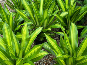 DRACAENA 'GOLDEN HEART'