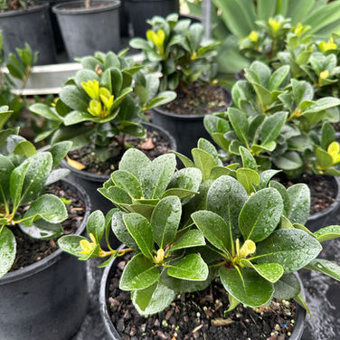 RAPHIOLEPIS 'ORIENTAL PEARL'