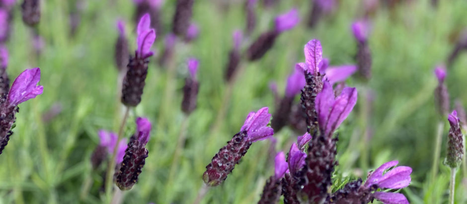 LAVENDER VARIETIES