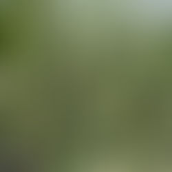 DIANELLA 'SILVER STREAK'