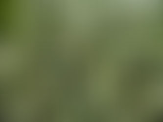 DIANELLA 'SILVER STREAK'