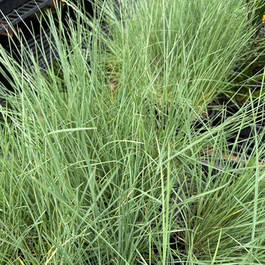 POA 'ESKDALE'