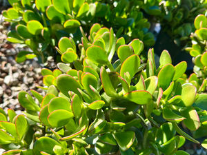 CRASSULA OVATA 'GREEN JADE'