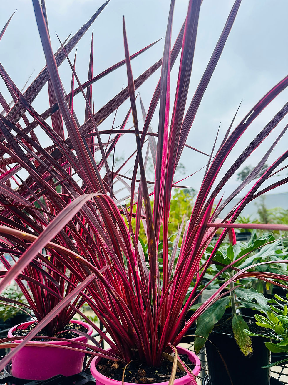 CORDYLINE 'ELECTRIC PINK'